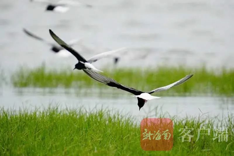 非常罕见！上百只白翅浮鸥首次“做客”昌江海尾湿地公园休闲区蓝鸢梦想 - Www.slyday.coM