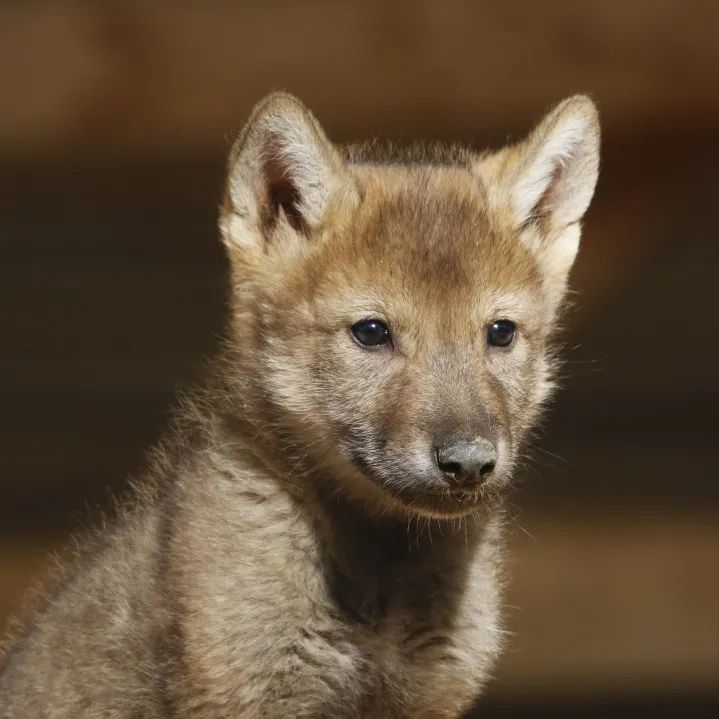 为什么我们难以救助“小象莫莉们”？休闲区蓝鸢梦想 - Www.slyday.coM