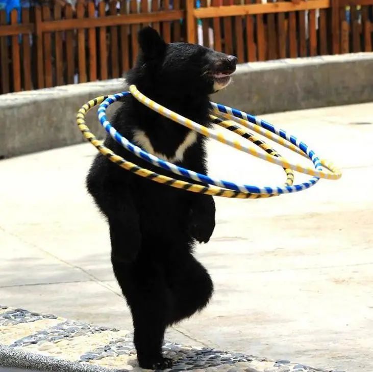 为什么我们难以救助“小象莫莉们”？休闲区蓝鸢梦想 - Www.slyday.coM