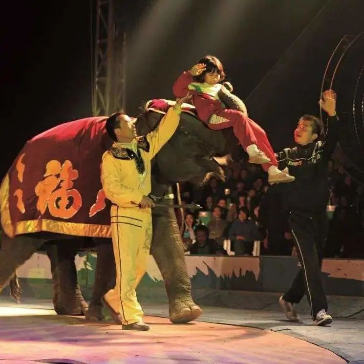 为什么我们难以救助“小象莫莉们”？休闲区蓝鸢梦想 - Www.slyday.coM