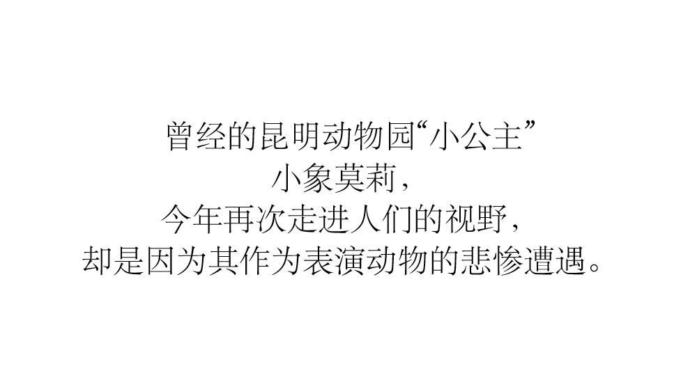 为什么我们难以救助“小象莫莉们”？休闲区蓝鸢梦想 - Www.slyday.coM