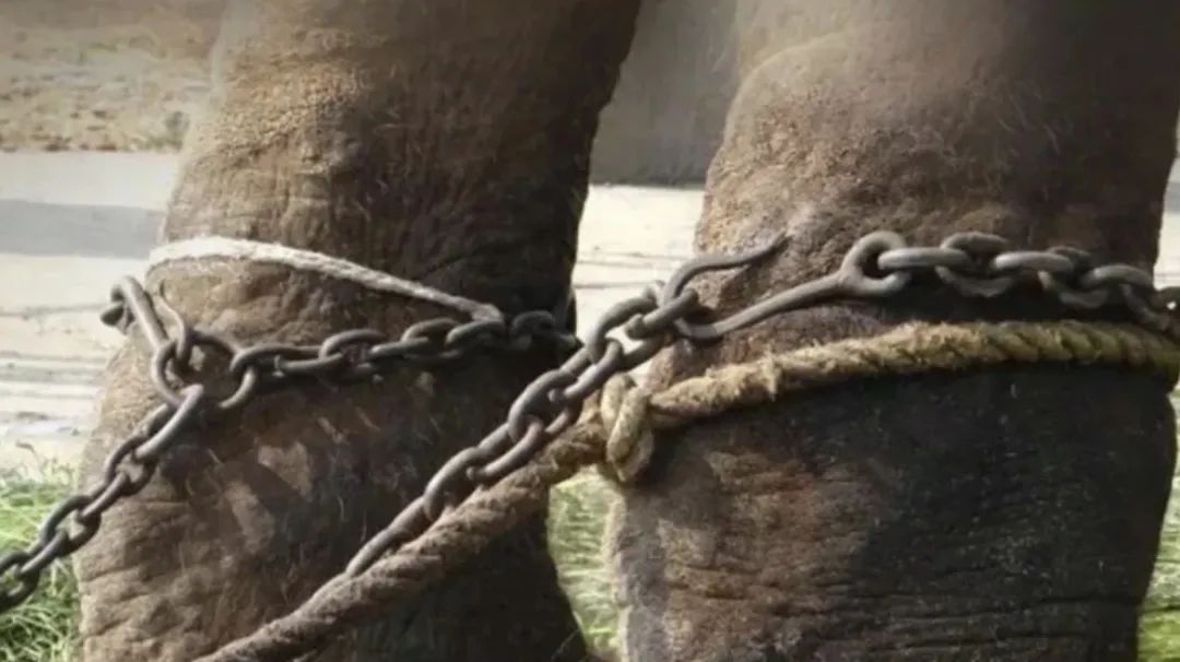 为什么我们难以救助“小象莫莉们”？休闲区蓝鸢梦想 - Www.slyday.coM