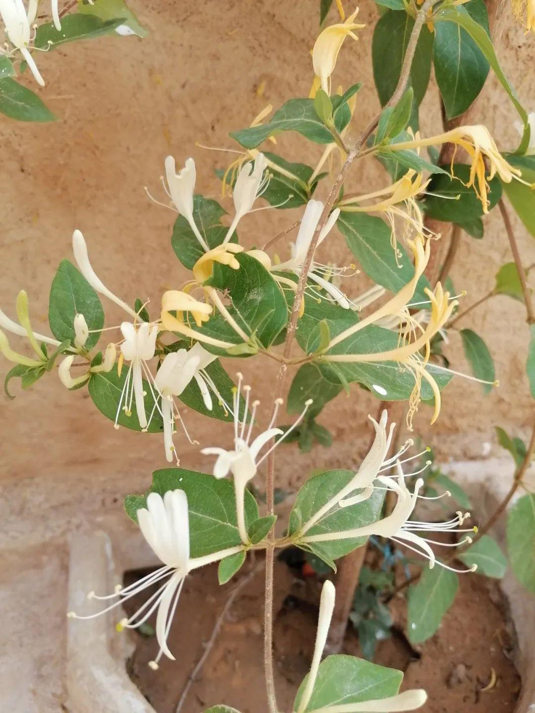 金银花品种大全养好它真不难春暖后就开始不断开花