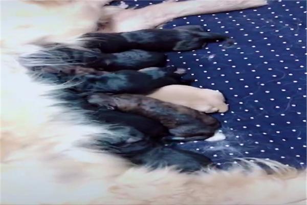 金毛生了七只小奶狗，结果有两只是豹纹色，网友：自由恋爱的恶果休闲区蓝鸢梦想 - Www.slyday.coM