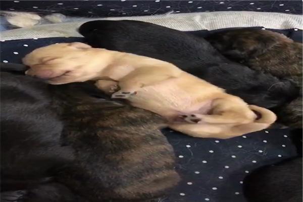 金毛生了七只小奶狗，结果有两只是豹纹色，网友：自由恋爱的恶果休闲区蓝鸢梦想 - Www.slyday.coM