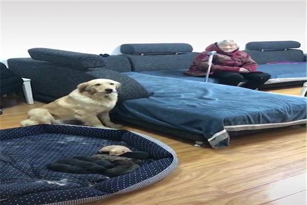 金毛生了七只小奶狗，结果有两只是豹纹色，网友：自由恋爱的恶果休闲区蓝鸢梦想 - Www.slyday.coM