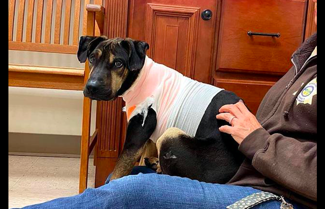 狗狗脖子被铁链绕了2圈，压得它都无法站立，施虐者的恶意太大！休闲区蓝鸢梦想 - Www.slyday.coM