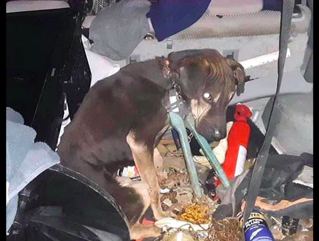 狗狗脖子被铁链绕了2圈，压得它都无法站立，施虐者的恶意太大！休闲区蓝鸢梦想 - Www.slyday.coM