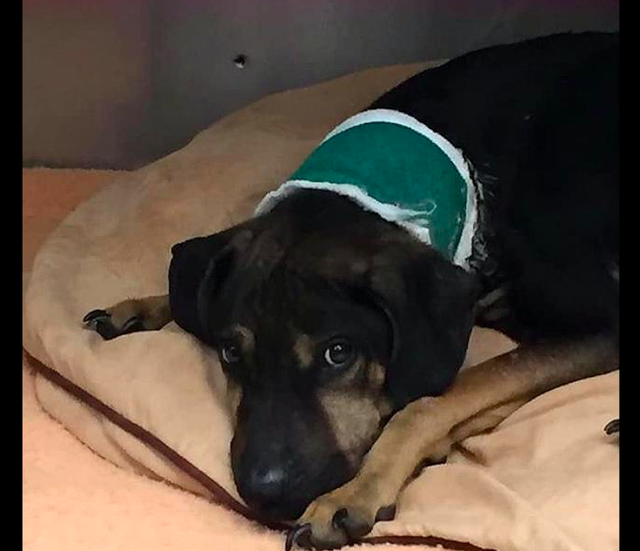 狗狗脖子被铁链绕了2圈，压得它都无法站立，施虐者的恶意太大！休闲区蓝鸢梦想 - Www.slyday.coM