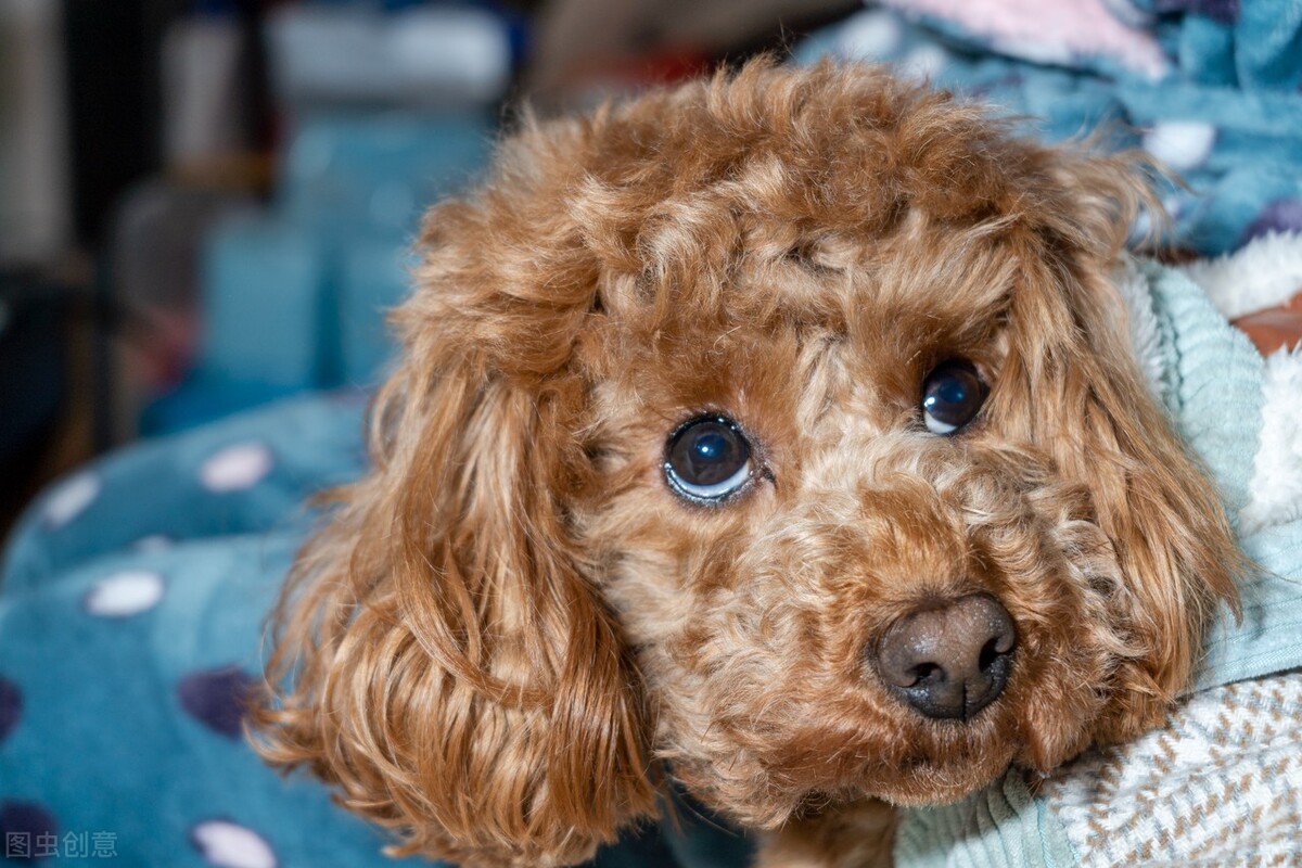 你家的泰迪也粘人喜欢跟你睡觉吗