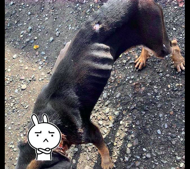 狗狗脖子被铁链绕了2圈，压得它都无法站立，施虐者的恶意太大！休闲区蓝鸢梦想 - Www.slyday.coM