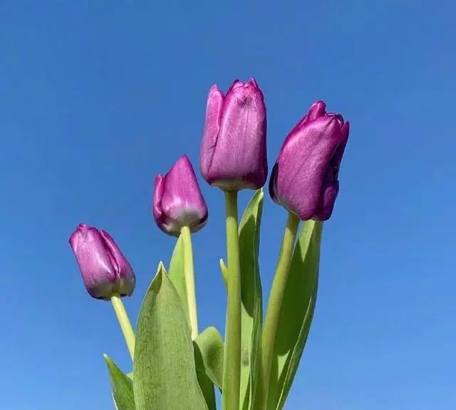 适合母亲节给妈妈的祝福语精选，简短温馨，暖人心窝！休闲区蓝鸢梦想 - Www.slyday.coM