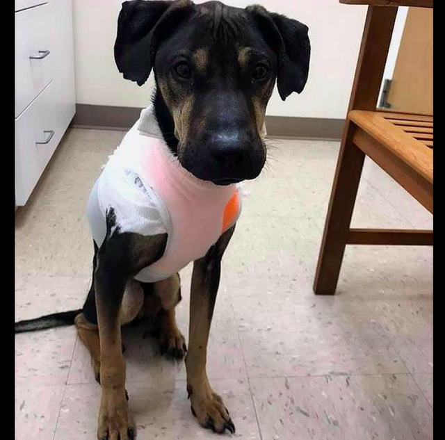 狗狗脖子被铁链绕了2圈，压得它都无法站立，施虐者的恶意太大！休闲区蓝鸢梦想 - Www.slyday.coM