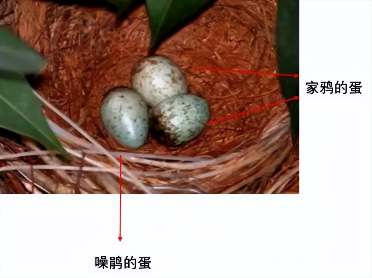 鸟巢|寄生|红嘴蓝鹊_新浪新闻