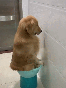 金毛打小喜欢拆家却因面壁思过而走红狗没想到还挺管用