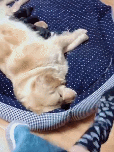 金毛生了七只小奶狗，结果有两只是豹纹色，网友：自由恋爱的恶果休闲区蓝鸢梦想 - Www.slyday.coM