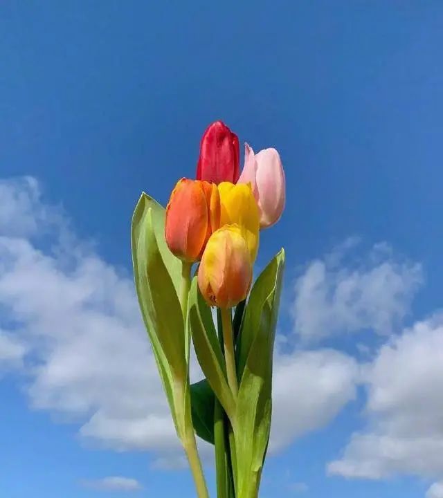 适合母亲节给妈妈的祝福语精选，简短温馨，暖人心窝！休闲区蓝鸢梦想 - Www.slyday.coM