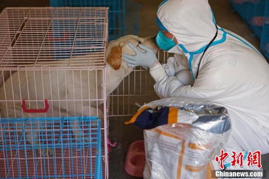 （上海战疫录）上海“动物方舱”迎来首位“客人”休闲区蓝鸢梦想 - Www.slyday.coM