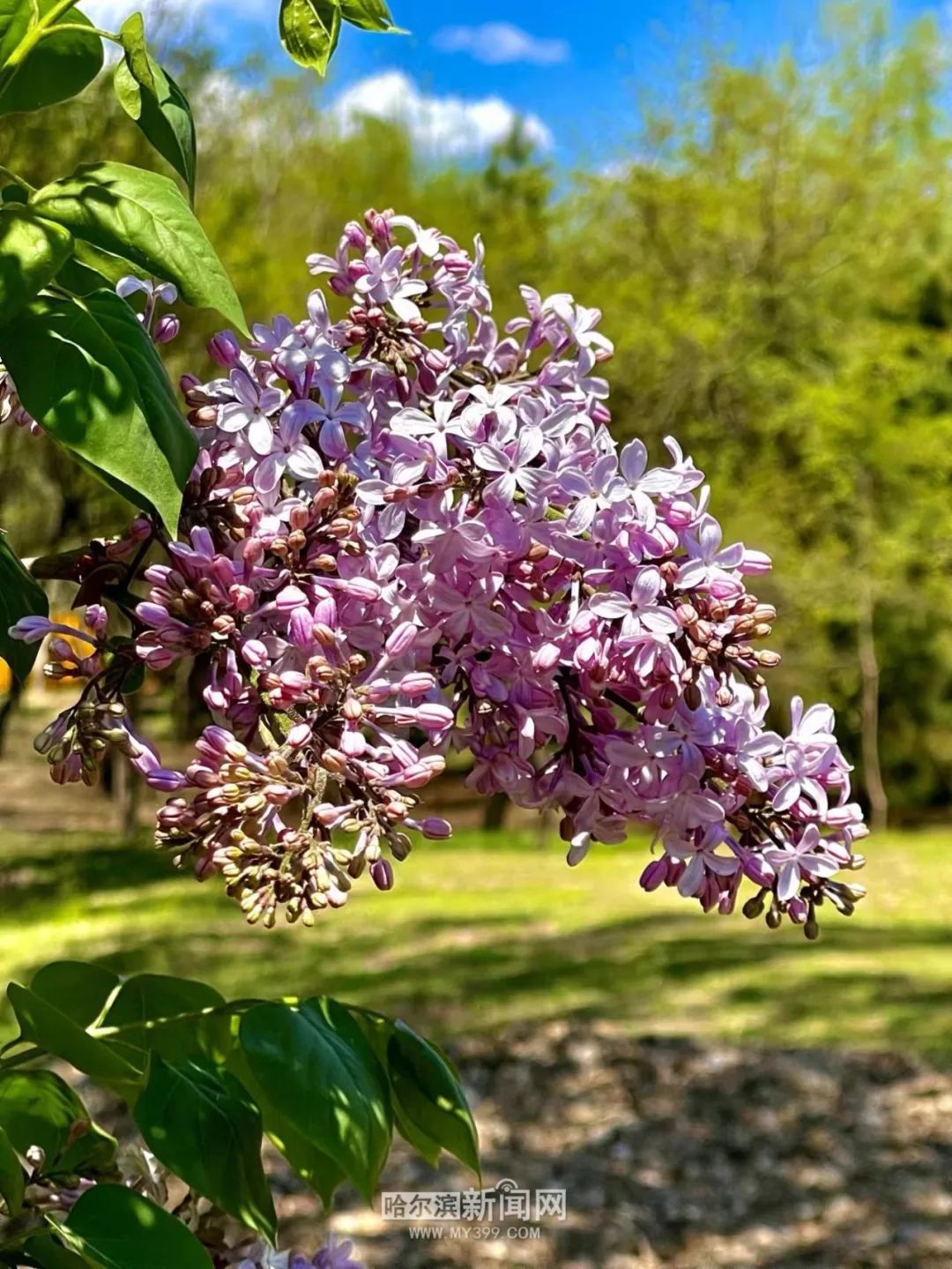 满城丁香满城香