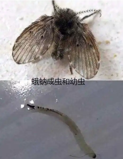 由于张先生母亲脸上曾经出现过伤口,可能蛾蚋正好落在了上面,然后它把