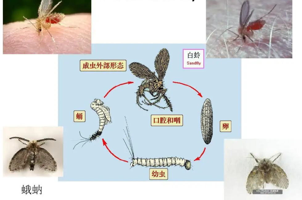 拍死这种虫子后,他被迫摘下了眼球