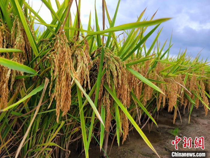 沉甸甸的稻禾. 王晓斌 摄