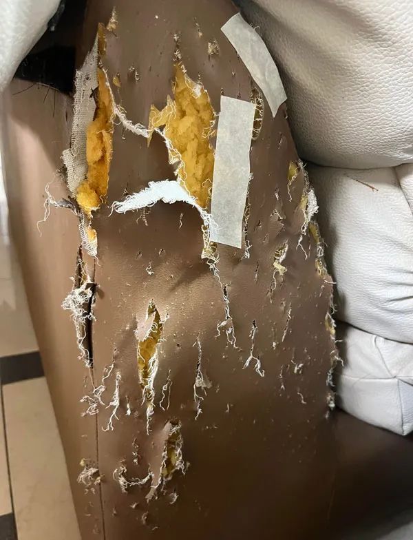 沙发被猫挠得千疮百孔都补成这样了还不舍得扔后来