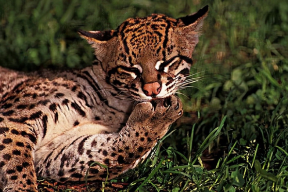 广西南宁发现神兽豹猫凶猛霸道号称小老虎