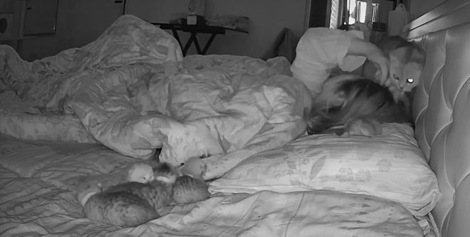 女子半夜被猫咪吵醒，睁开眼一看语塞了：你这是干啥呢？休闲区蓝鸢梦想 - Www.slyday.coM