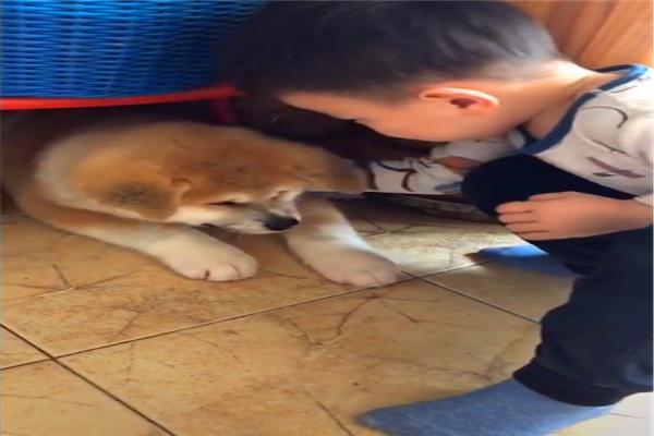 小主人第一次见到秋田犬,就直接贴脸去亲近它,看来孩子是真喜欢休闲区蓝鸢梦想 - Www.slyday.coM 小主人第一次见到秋田犬,就直接贴脸去亲近它,看来孩子是真喜欢休闲区蓝鸢梦想 - Www.slyday.coM