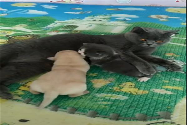 英短蓝猫最近很心塞,被小金毛误当成了妈,主人:有奶便是娘啊休闲区蓝鸢梦想 - Www.slyday.coM 英短蓝猫最近很心塞,被小金毛误当成了妈,主人:有奶便是娘啊休闲区蓝鸢梦想 - Www.slyday.coM