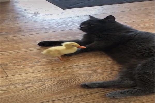 网友带回家一只小鸭子结果英短蓝猫把它当成玩偶被无情碾压