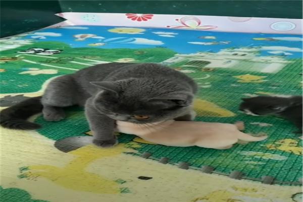 英短蓝猫最近很心塞,被小金毛误当成了妈,主人:有奶便是娘啊休闲区蓝鸢梦想 - Www.slyday.coM 英短蓝猫最近很心塞,被小金毛误当成了妈,主人:有奶便是娘啊休闲区蓝鸢梦想 - Www.slyday.coM