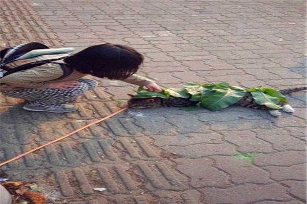 小女孩担心猫咪着凉,捡叶子帮它盖被子,喵:人家是专门晒太阳的休闲区蓝鸢梦想 - Www.slyday.coM 小女孩担心猫咪着凉,捡叶子帮它盖被子,喵:人家是专门晒太阳的休闲区蓝鸢梦想 - Www.slyday.coM