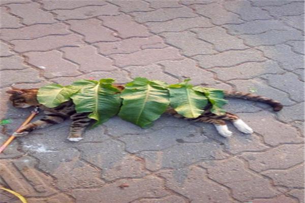 小女孩担心猫咪着凉,捡叶子帮它盖被子,喵:人家是专门晒太阳的休闲区蓝鸢梦想 - Www.slyday.coM 小女孩担心猫咪着凉,捡叶子帮它盖被子,喵:人家是专门晒太阳的休闲区蓝鸢梦想 - Www.slyday.coM