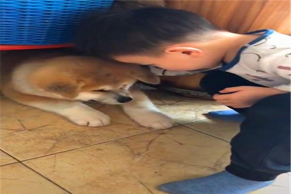 小主人第一次见到秋田犬,就直接贴脸去亲近它,看来孩子是真喜欢休闲区蓝鸢梦想 - Www.slyday.coM 小主人第一次见到秋田犬,就直接贴脸去亲近它,看来孩子是真喜欢休闲区蓝鸢梦想 - Www.slyday.coM