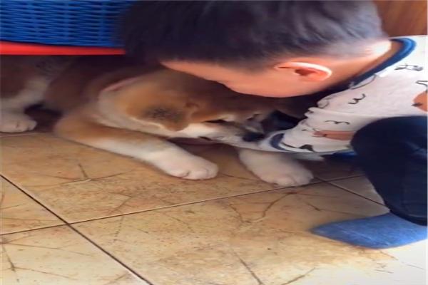 小主人第一次见到秋田犬,就直接贴脸去亲近它,看来孩子是真喜欢休闲区蓝鸢梦想 - Www.slyday.coM 小主人第一次见到秋田犬,就直接贴脸去亲近它,看来孩子是真喜欢休闲区蓝鸢梦想 - Www.slyday.coM