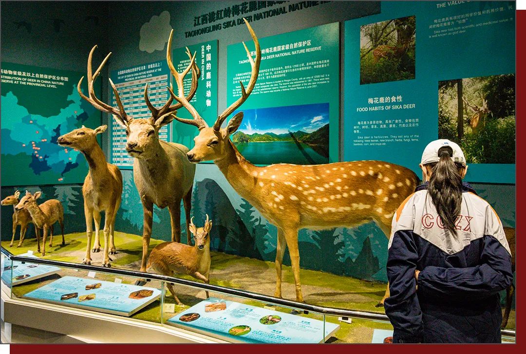 九江历史上的今天 · 5月9日 · 九江森林博物馆休闲区蓝鸢梦想 - Www.slyday.coM 九江历史上的今天 · 5月9日 · 九江森林博物馆休闲区蓝鸢梦想 - Www.slyday.coM