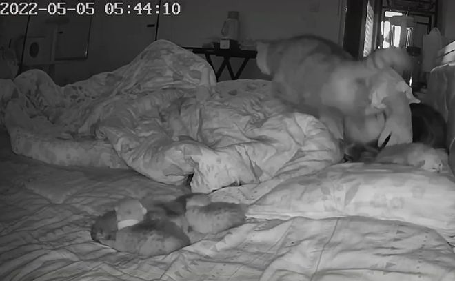 女子半夜被猫咪吵醒，睁开眼一看语塞了：你这是干啥呢？休闲区蓝鸢梦想 - Www.slyday.coM