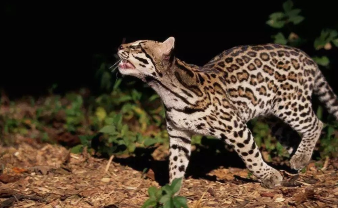 广西南宁发现神兽豹猫凶猛霸道号称小老虎