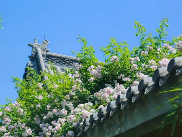 蔷薇簇簇在尼山书院酒店小院推开初夏的门