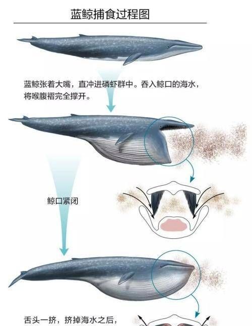 须鲸|鲸鱼|虎鲸_新浪新闻