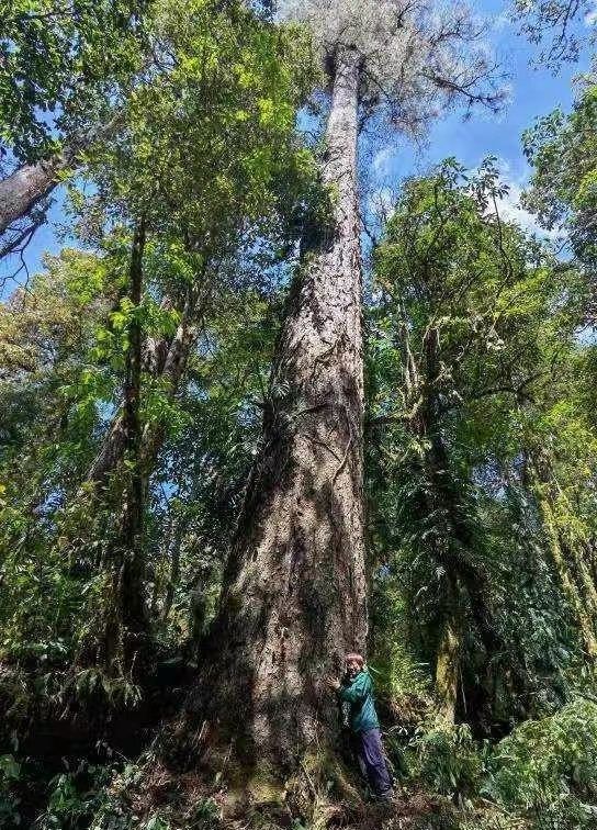 一棵不丹松成我国已知最高树木高达768米它为什么能长这么高