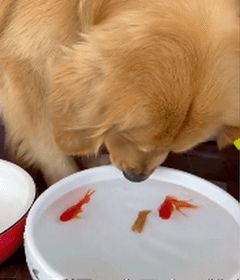 狗狗小心翼翼帮金鱼换水还叼肉干给它们吃太萌了