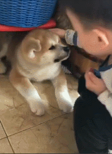 小主人第一次见到秋田犬,就直接贴脸去亲近它,看来孩子是真喜欢休闲区蓝鸢梦想 - Www.slyday.coM 小主人第一次见到秋田犬,就直接贴脸去亲近它,看来孩子是真喜欢休闲区蓝鸢梦想 - Www.slyday.coM