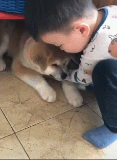 小主人第一次见到秋田犬,就直接贴脸去亲近它,看来孩子是真喜欢休闲区蓝鸢梦想 - Www.slyday.coM 小主人第一次见到秋田犬,就直接贴脸去亲近它,看来孩子是真喜欢休闲区蓝鸢梦想 - Www.slyday.coM