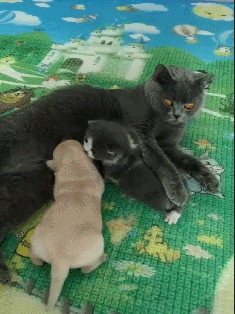 英短蓝猫最近很心塞,被小金毛误当成了妈,主人:有奶便是娘啊休闲区蓝鸢梦想 - Www.slyday.coM 英短蓝猫最近很心塞,被小金毛误当成了妈,主人:有奶便是娘啊休闲区蓝鸢梦想 - Www.slyday.coM