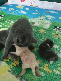 英短蓝猫最近很心塞,被小金毛误当成了妈,主人:有奶便是娘啊休闲区蓝鸢梦想 - Www.slyday.coM 英短蓝猫最近很心塞,被小金毛误当成了妈,主人:有奶便是娘啊休闲区蓝鸢梦想 - Www.slyday.coM