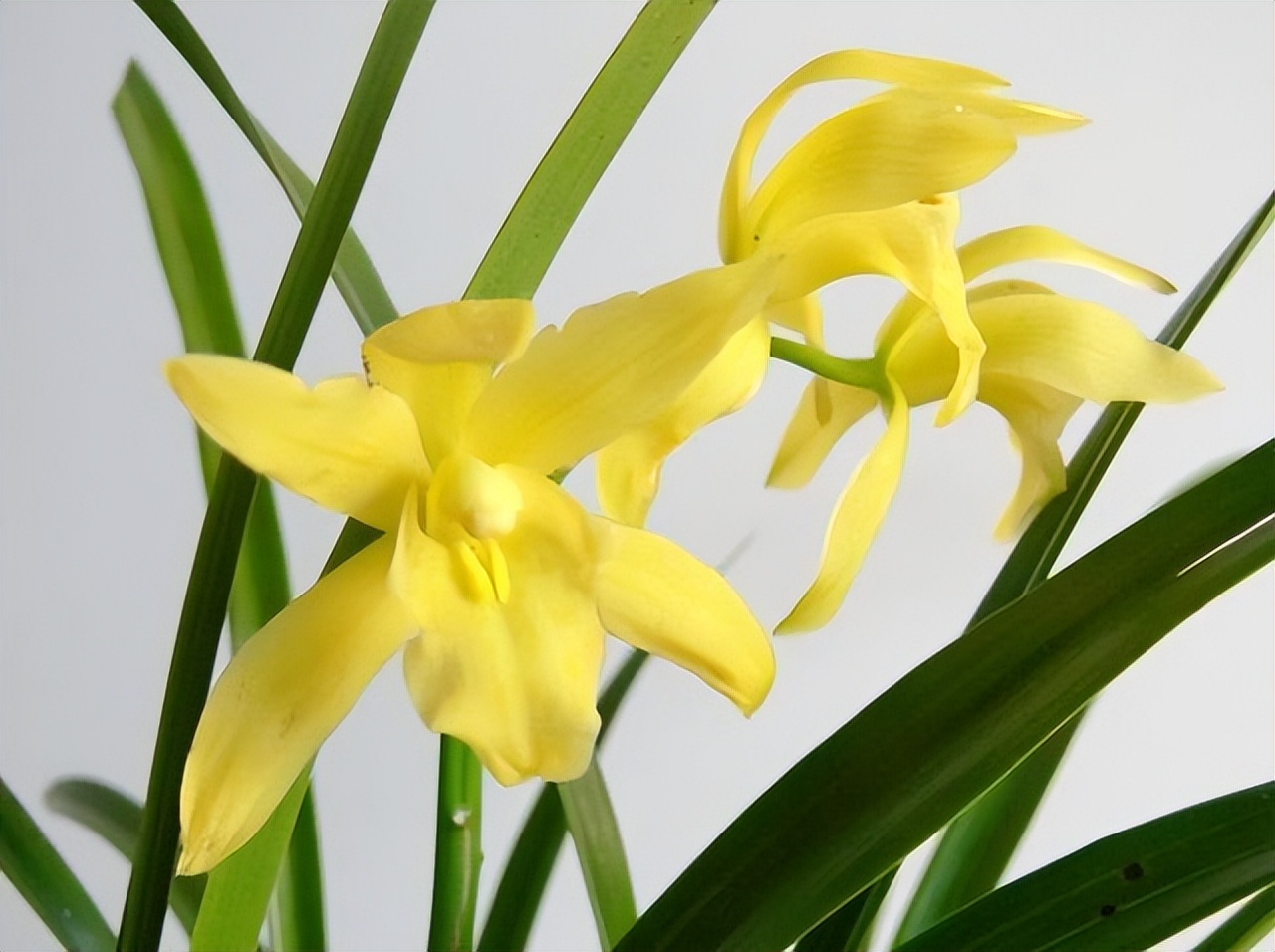 黄金小神童兰花花色金黄香气雅致寓意金玉满堂