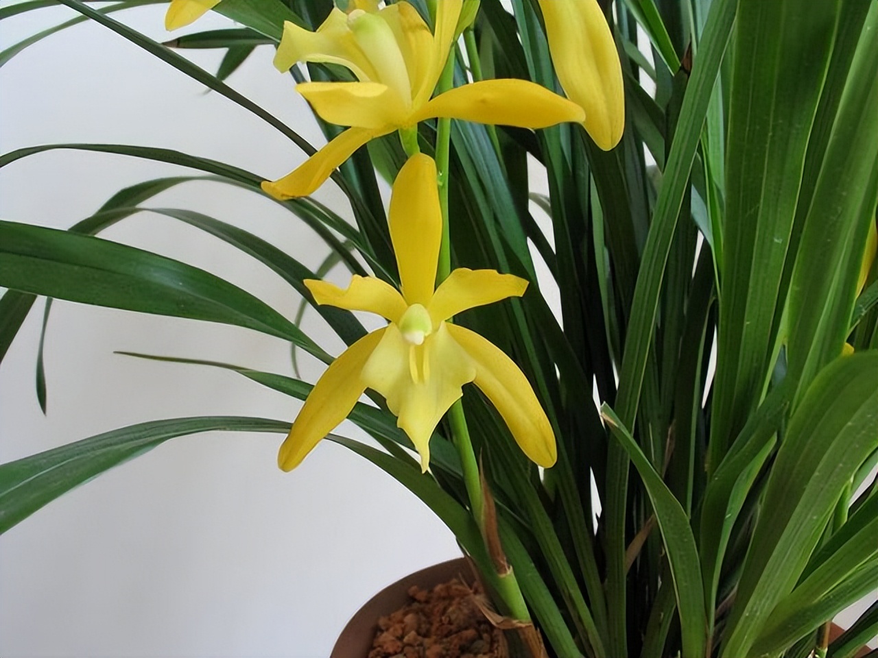 黄金小神童兰花花色金黄香气雅致寓意金玉满堂